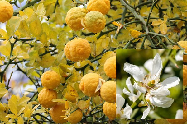 Thomasville Switrus&reg;, citrange, agrume, citron