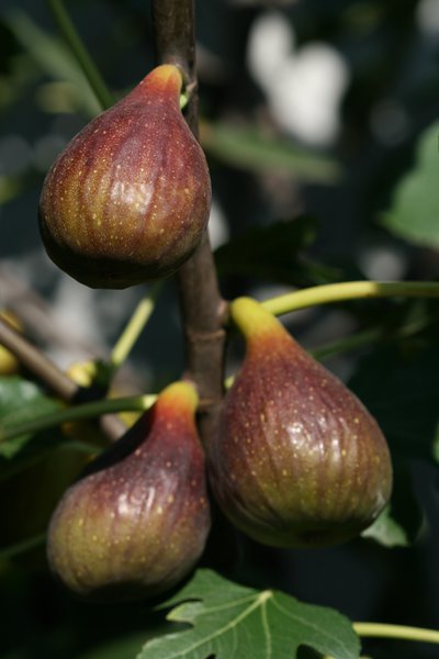 Figuier buisson Figue Gustis Early Black Lubera