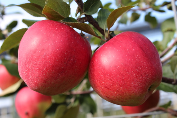 Pomme Paradis&reg; Elegance&reg;, tol&eacute;rance &agrave; l'o&iuml;dium et mildiou