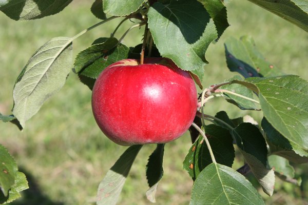 &Eacute;claircir les fruits pommier Paradis Julka Lubera
