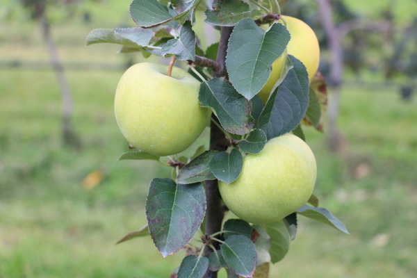 &Eacute;claircir les fruits pommier colonnaire Malini Greenlight Lubera