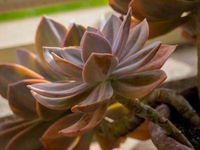 <i>Echeveria gibbiflora Variation metallica</i>