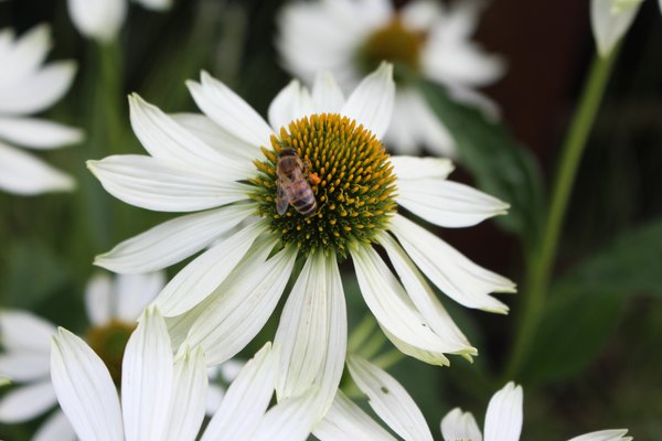 Echinacea purpurea, Plantes vivaces favorables aux insectes
