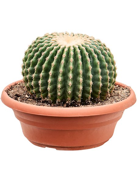 Echinocactus grusonii 'Inermis', im 25cm Topf, H�he 20cm, Breite 20cm