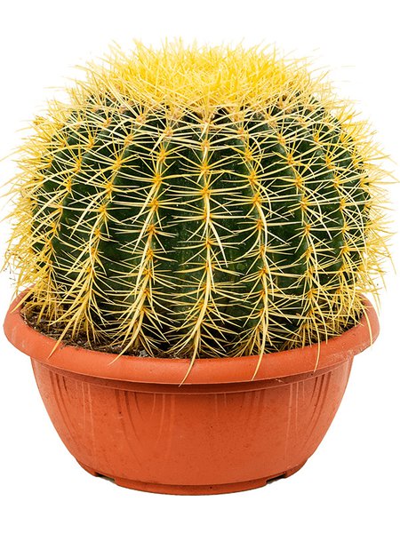 Echinocactus grusonii, im 25cm Topf, H�he 30cm, Breite 25cm