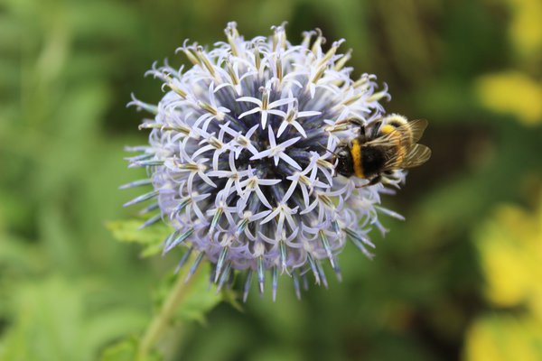 Fleur et pollinisateur