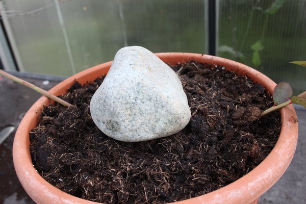 Multiplier un myrtillier Lubera