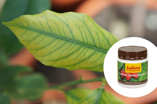 Fertilisation des agrumes, engrais, &laquo; Frutilizer&reg; Instant Solution Fe&raquo; (engrais pour agrumes), , fertilisation en &eacute;t&eacute;