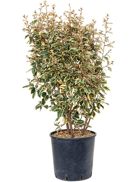 Elaeagnus ebbingei 'Viveleg', Busch, im 32cm Topf, H�he 115cm, Breite 55cm