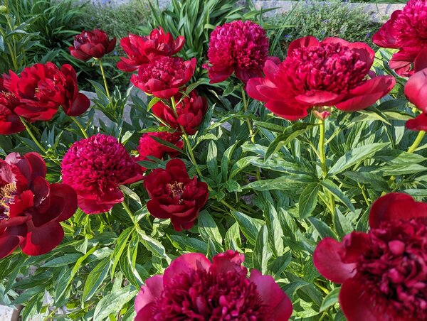 Pivoine Eliza Lundy, Paeonia x officinalis, Pivoine, Pivoines en pot