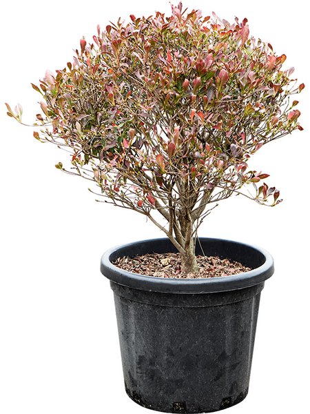 Enkianthus perulatus (80-90), Kugel, im 40cm Topf, H�he 85cm, Breite 65cm