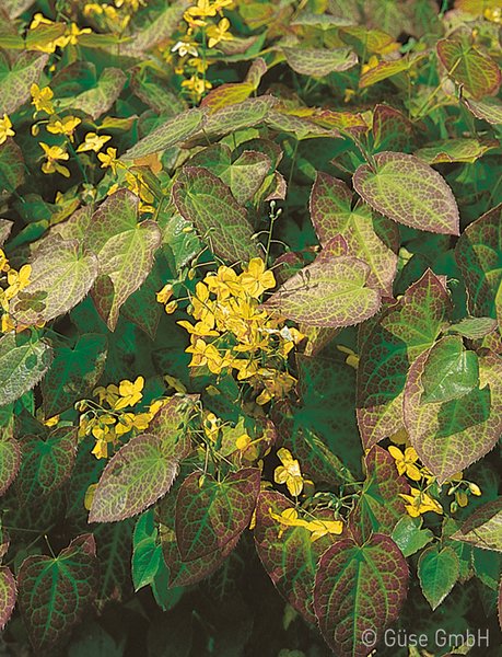 Epimedium pinnatum ssp. colchicum, Schwarzmeer-Elfenblume