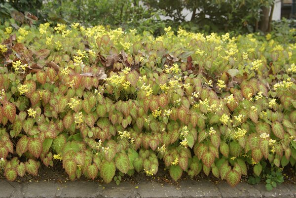 Epimedium versicolor Sulphureum, Fleur des Elfes, arbustes r&eacute;sistant &agrave; la s&eacute;cheresse