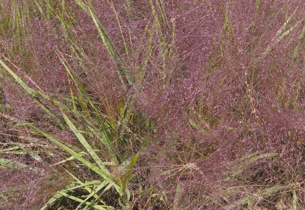 Eragrostis spectabilis, Herbe d'amour
