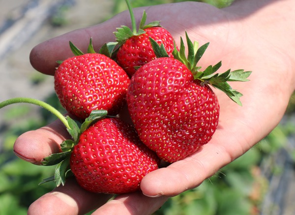 Fraisier Frutium Bonneure en main, s&eacute;lection vari&eacute;tale