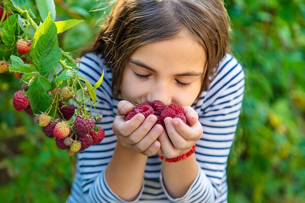 jardin, r&eacute;colte, enfants, fruits, framboises, Autosuffisance en framboises et m&ucirc;res