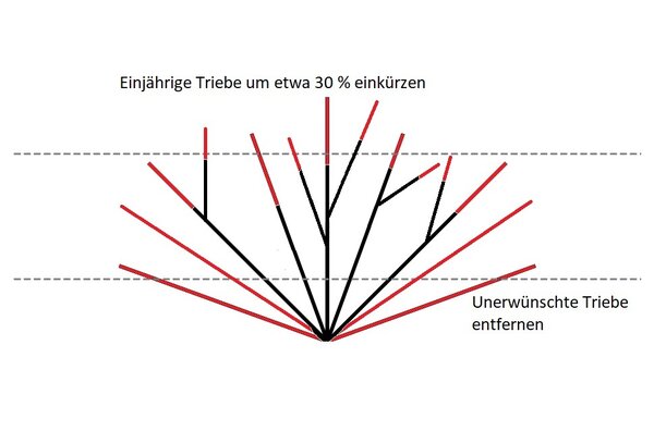 M&ucirc;rier en espalier, espalier en &eacute;ventail, taille de formation