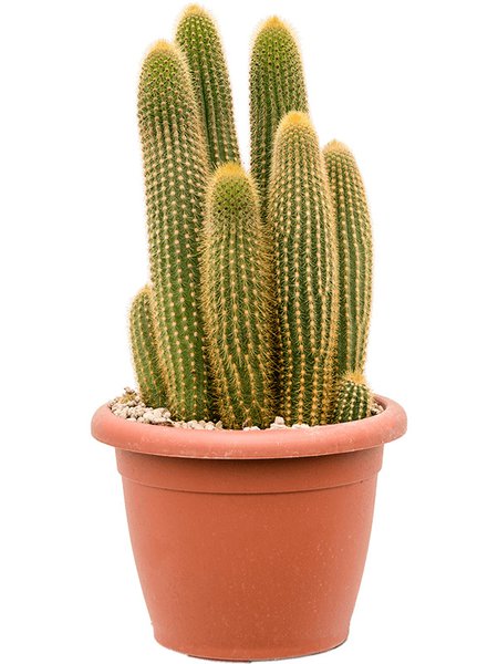 Espostoa (Vatricania) guentheri, im 20cm Topf, H�he 15cm, Breite 40cm