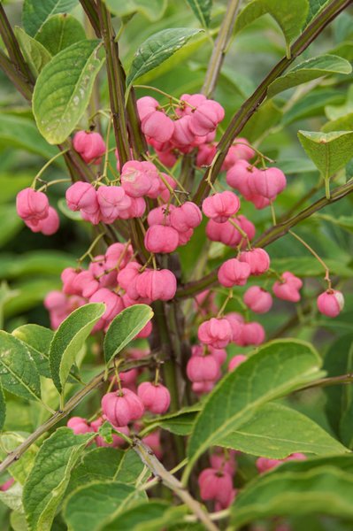 Euonymus europaeus, Pfaffenh�tchen, Hinrichs, XXL Pflanzen