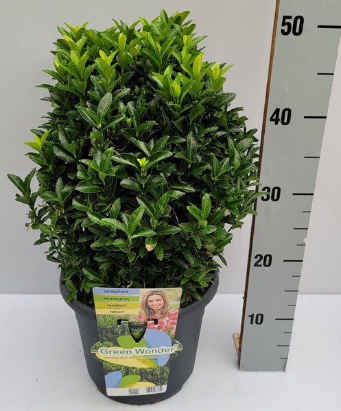 Japanischer Spindelstrauch 'Green Wonder'� Kugel