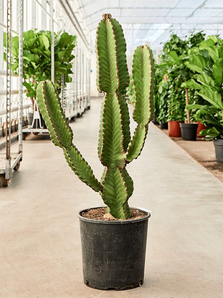 Euphorbia abyssinica, im 26cm Topf, H�he 120cm, Breite 15cm