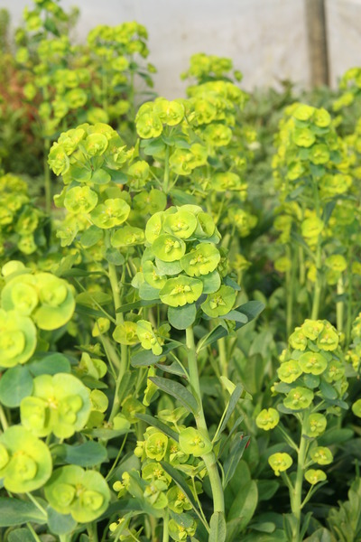 Euphorbia amygdaloides var. robbiae