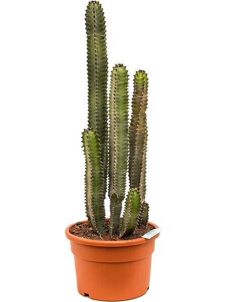 Euphorbia canariensis, Tuff, im 28cm Topf, H�he 95cm, Breite 40cm