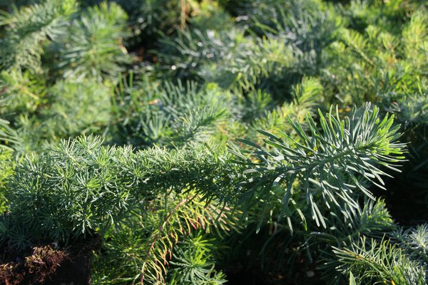 plantes bioindicatrices, Euphorbia cyparissias, Euphorbe petit-cypr&egrave;s
