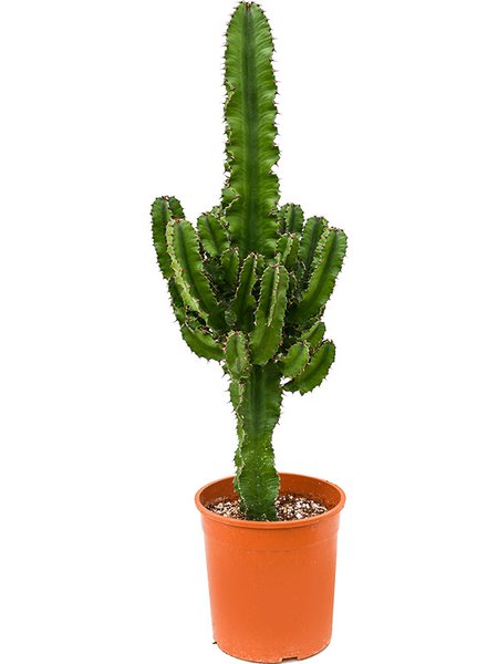 Euphorbia erytrea, Verzweigt, im 19cm Topf, H�he 70cm, Breite 30cm