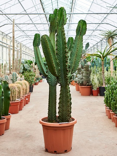 Euphorbia ingens 2pp, Verzweigt, im 40cm Topf, H�he 165cm, Breite 70cm
