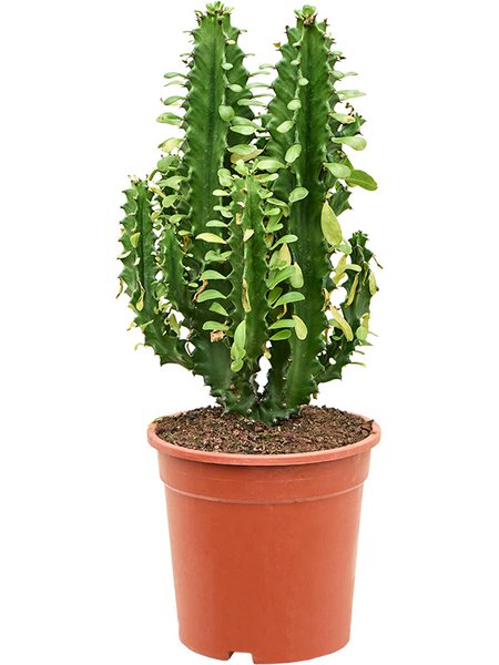 Euphorbia undulatifolia (55-65cm), Verzweigt, im 21cm Topf, H�he 60cm, Breite 25cm