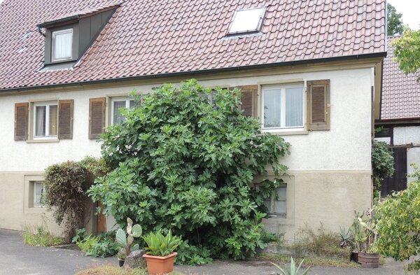 Figuier devant une fa&ccedil;ade de maison