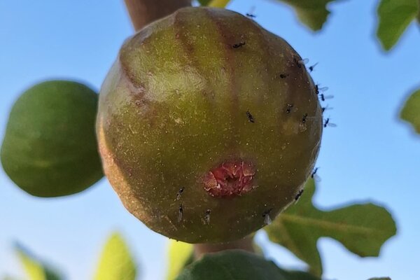 Ficus carica, figuier commun, blastophage du figuier, Blastophaga psenes