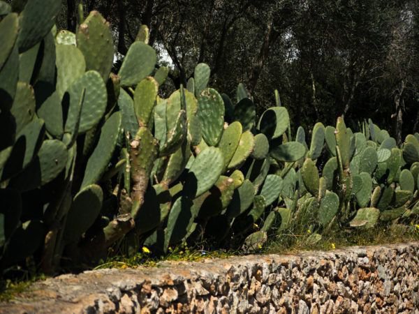 Opuntia