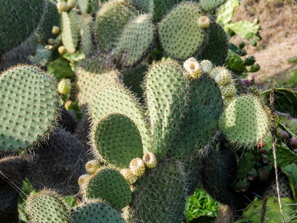 Figuier de Barbarie Opuntia