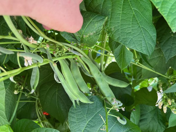 haricots d