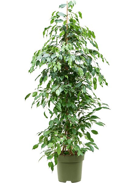 Ficus benjamina 'Exotica', Tuff, im 27cm Topf, H�he 140cm, Breite 60cm