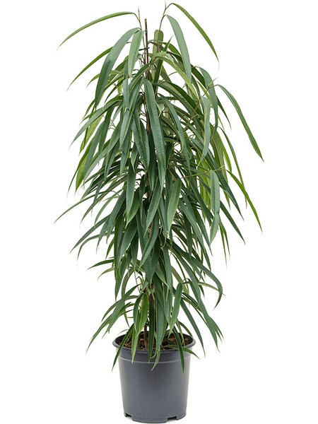 Ficus binnendijkii 'Alii', Tuff, im 21cm Topf, H�he 90cm, Breite 40cm
