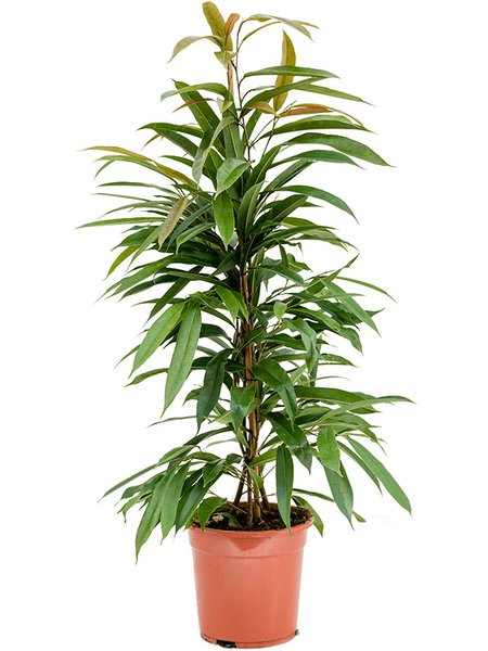 Ficus binnendijkii 'Amstel King', Tuff, im 21cm Topf, H�he 80cm, Breite 40cm