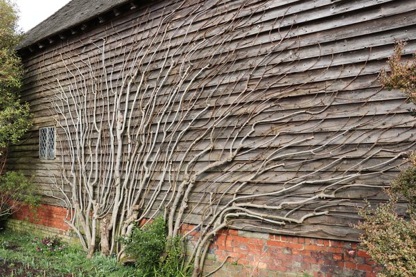 Entretenir le figuier, Lubera, espalier