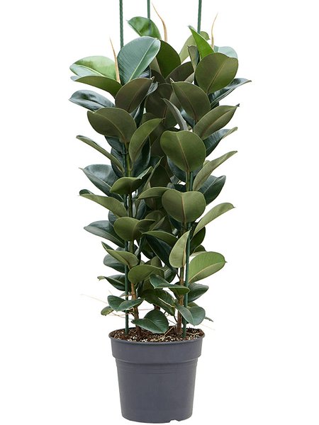 Ficus elastica 'Clo�', Tuff 3pp, im 34cm Topf, H�he 140cm, Breite 55cm