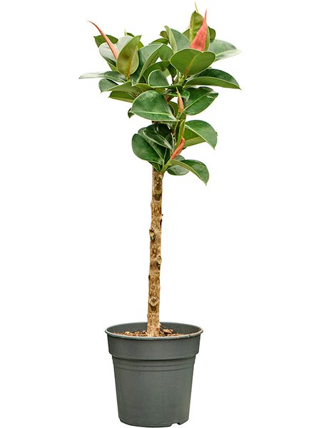 Ficus elastica 'Cloe', Stamm, im 21cm Topf, H�he 80cm, Breite 30cm