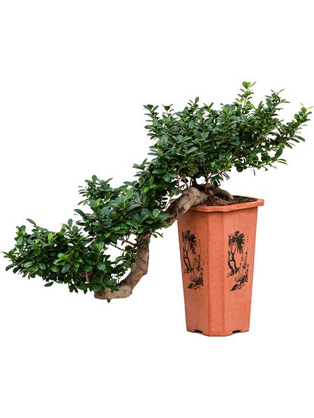 Ficus microcarpa 'Compacta', Bonsai (170-200), im 26/26/43cm Topf, H�he 70cm, Breite 70cm