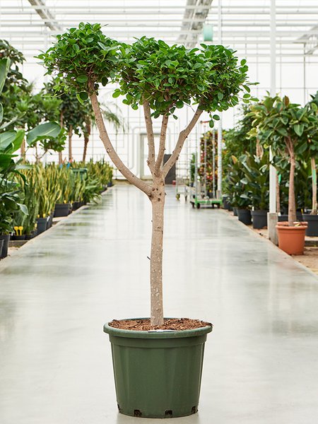Ficus microcarpa 'Moclame' (150-180), Verzweigt/Multi krone, im 45cm Topf, H�he 165cm, Breite 80cm