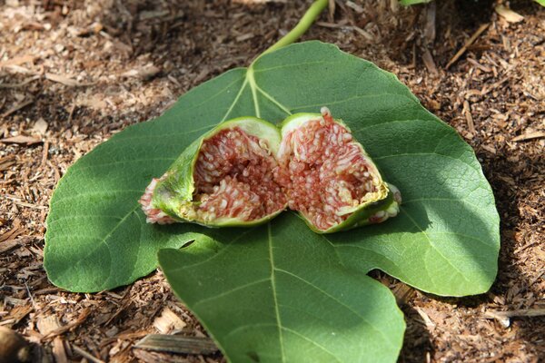 Desert King, Ficus, Figuier, Figue comestible, Figue d'&eacute;t&eacute;, Figue San Pedro