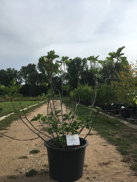 Ficus carica, Ficcolino, figuier comestible, figuier bif&egrave;re,Twotimer, figuier compact, figuier pour pot, s&eacute;lection vari&eacute;tale, Lubera Edibles, LE