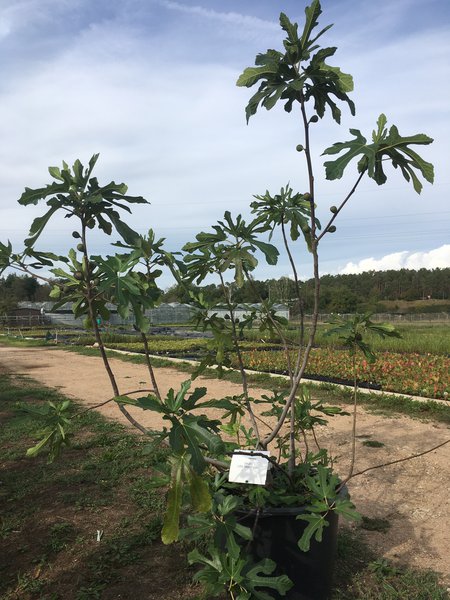 Ficus carica, Little Miss Figgy, figuier comestible, figuier bif&egrave;re, Twotimer, figuier compact, figuier pour pot, s&eacute;lection de vari&eacute;t&eacute;s, Lubera Edibles, LE