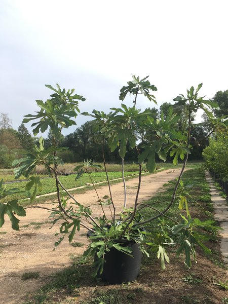 Ficus carica, Little Miss Figgy, figuier comestible, figuier bif&egrave;re, Twotimer, figuier compact, figuier pour pot, s&eacute;lection de vari&eacute;t&eacute;s, Lubera Edibles, LE