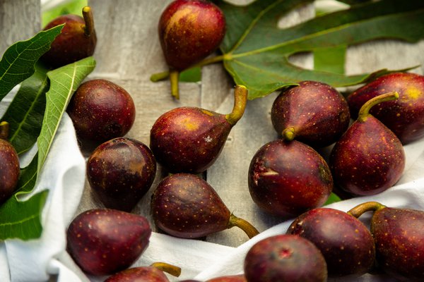 Little Miss Figgy, ficus, figuier, figuier comestible, figuier en pot, figuier pour pots, figuier compact, conseil de plantation