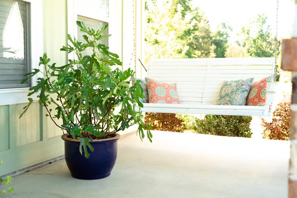 Little Miss Figgy, ficus, figuier, figuier comestible, figuier en pot, figuier pour pots, figuier compact, conseil de plantation